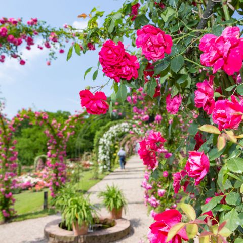 Ein schön angelegter Park mit vielen verschiedenen Rosen in Baden-Baden