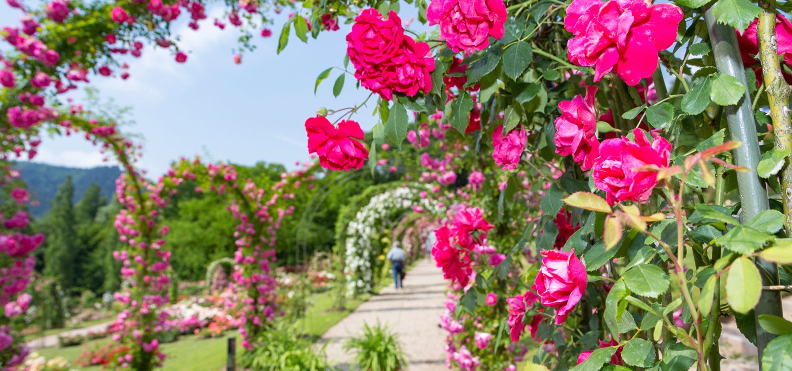 Ein schön angelegter Park mit vielen verschiedenen Rosen