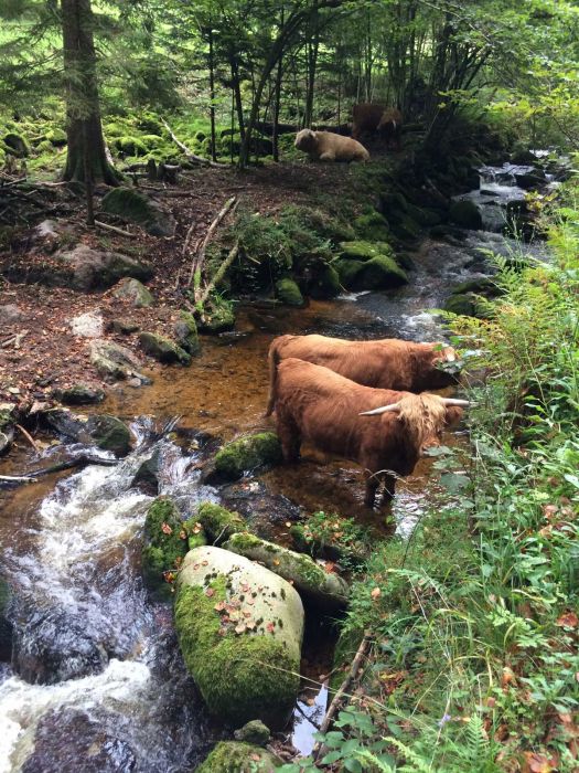 Zwei Highland Rinder stehen im Wasser des Grobbaches nahe des Wasserfalls