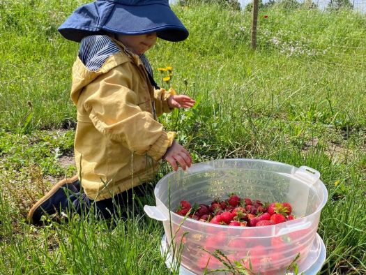 Der Sohn der Gastgeberin Katarina Bender kniet vor einer großen Schalte mit Erdbeeren auf einem Feld