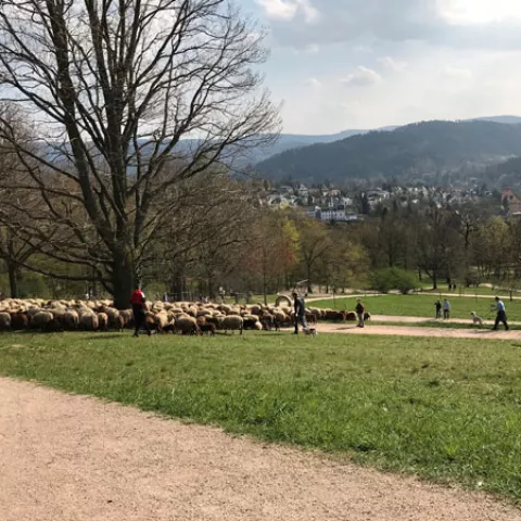 Weg zum Battertfelsen