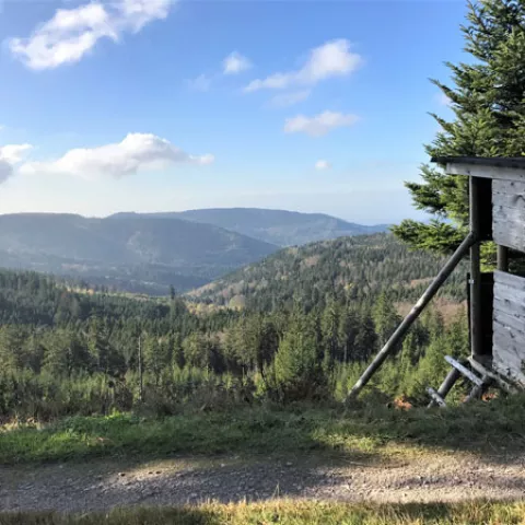 Aussichtsweg bei Immensteinhütte nahe bei Scherrhof und Rote Lache