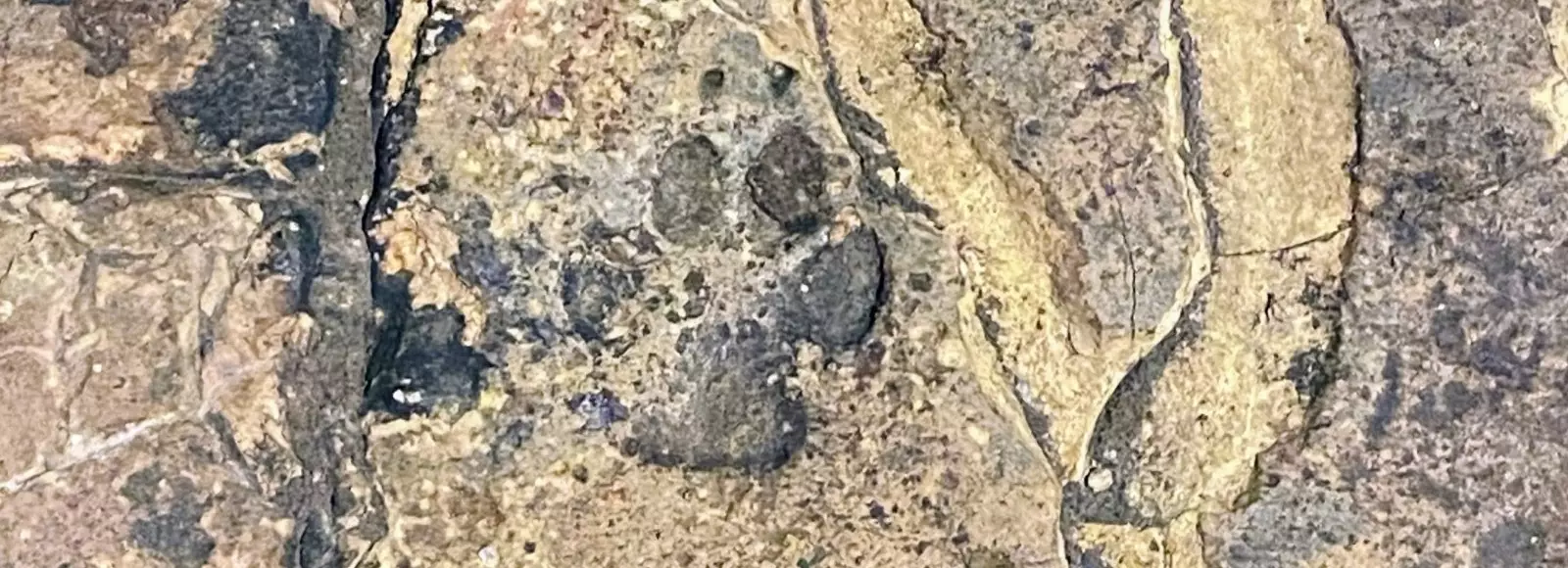 Detailaufnahme eines Pfoten Abdrucks in den Badruinen in Baden-Baden