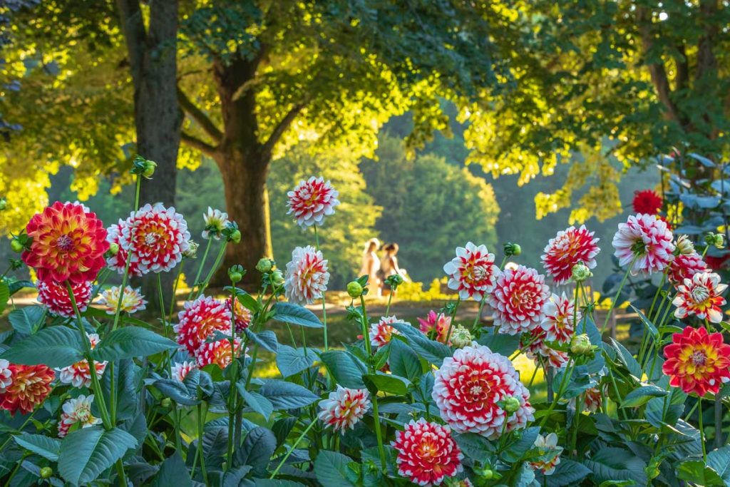 Dahlias rouges et blancs dans le jardin de dahlias de la Lichtentaler Allee